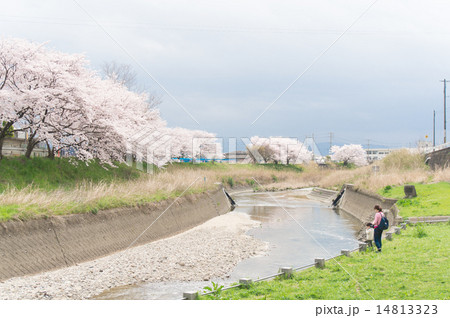 親子と川と桜 14813323