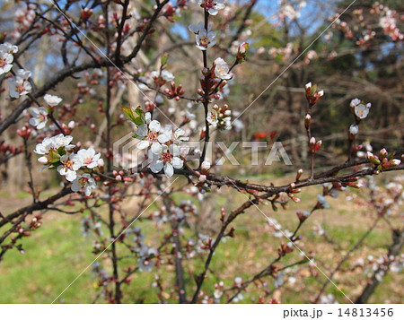 ゆすらうめ ゆすらうめ 14813456