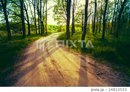 Beautiful Green Forest In Summer. Road, Path, Way Beautiful Green Forest In Summer. Road, Path, Way 14813533