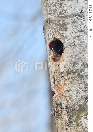 クマゲラの巣作り 14813743