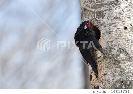 クマゲラの巣作り 14813751