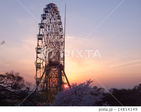 桜と観覧車 桜と観覧車 14814149