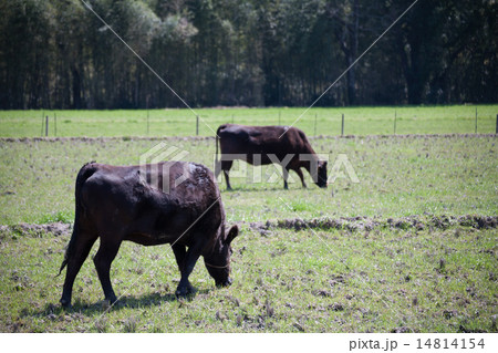 牛と田んぼ 14814154