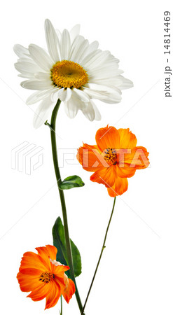 Chamomile and cosmos Chamomile and cosmos 14814469