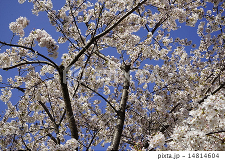 王子駅付近 桜 晴れの写真素材