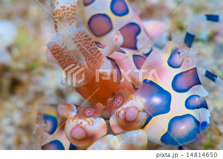 フリソデエビ 14814650