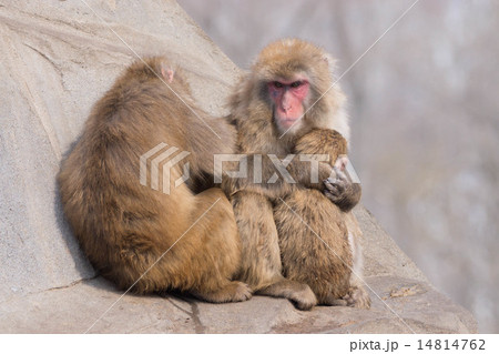 ニホンザル 親子 釧路動物園 （釧路市）の写真素材 [14814762] - PIXTA