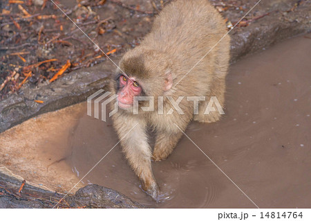 ニホンザル 水遊び 釧路動物園 （釧路市）の写真素材 [14814764] - PIXTA