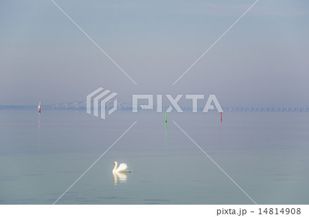 Swimming swan by the coast 14814908