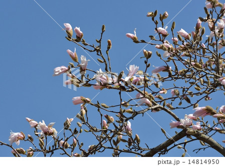シデコブシの花 14814950