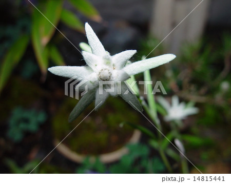 エーゼルワイス エーゼルワイス 14815441