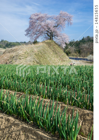 ネギ畑と平堂壇の桜 14815655