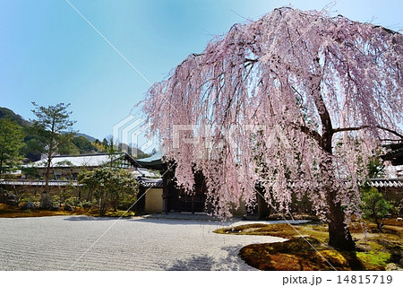 春の京都 高台寺 春の京都 高台寺 14815719