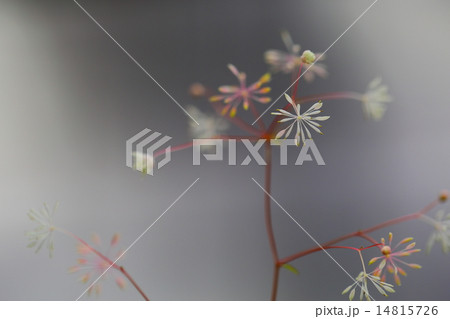 絶滅危惧植物　コゴメカラマツ（小米唐松）　絶滅危惧Ⅱ類（VU) 14815726