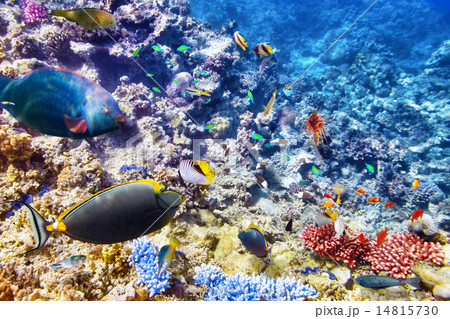 Underwater world with corals and tropical fish. Underwater world with corals and tropical fish. 14815730