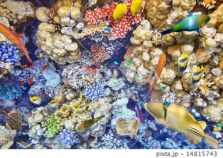 Underwater world with corals and tropical fish. Underwater world with corals and tropical fish. 14815743