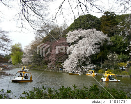 杉並区 善福寺公園の桜の写真素材