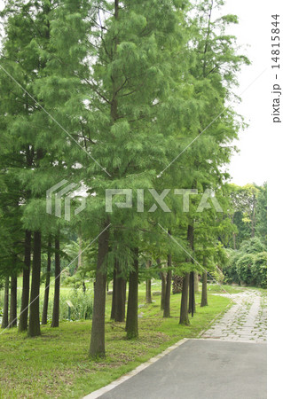 conifer Siberian larch conifer Siberian larch 14815844