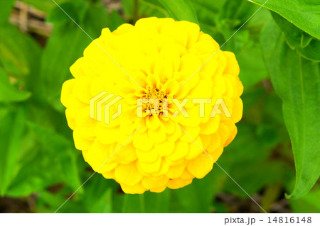 百日草 14816148