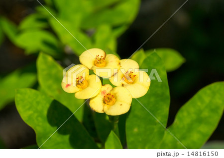 ハナキリン、トウダイグサ科、マダガスカル ハナキリン、トウダイグサ科、マダガスカル 14816150