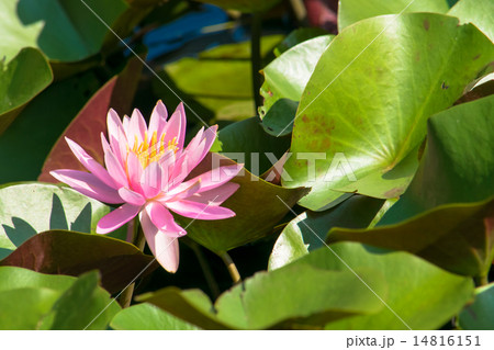 スイレン スイレン 14816151