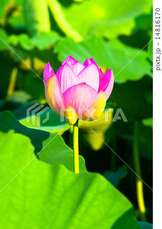 ピンクのハスの花 14816170