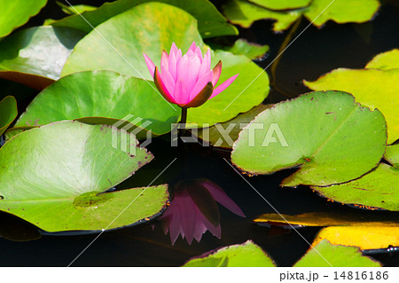 蓮池 14816186