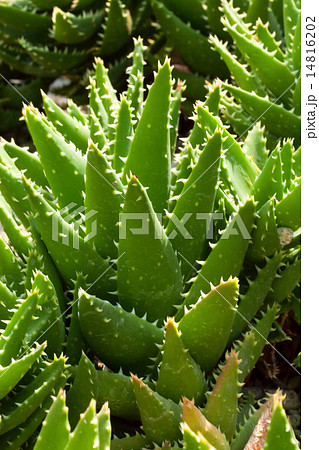 アロエ・ブレビフォリア、ユリ科、アフリカ南部 14816202