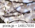一輪の桜 14817030