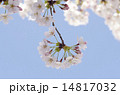 桜と青空 14817032