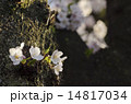 幹に咲く桜 14817034