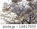 桜と西陽 14817035