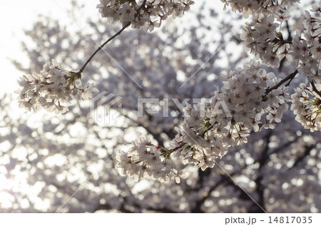 桜と西陽 桜と西陽 14817035