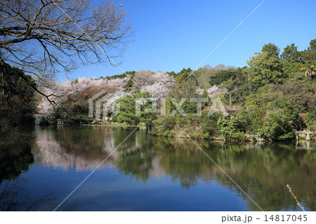 龍安寺 鏡容池 龍安寺 鏡容池 14817045