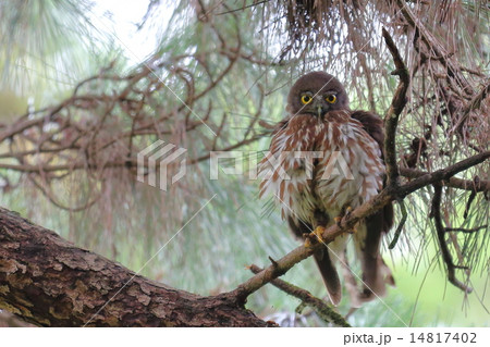 アオバズク 14817402