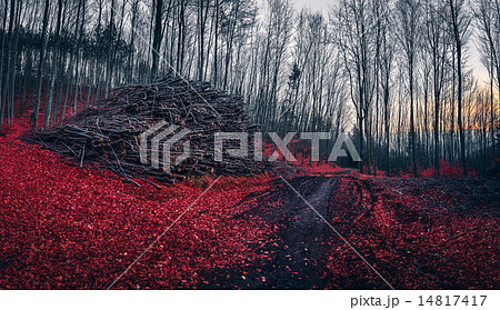 Pile of Wood in the Forest with Red Leaves 14817417