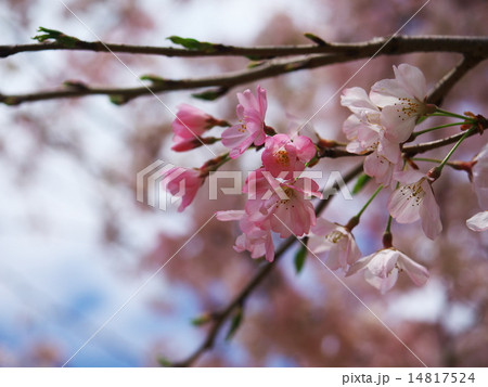 桜ソメイヨシノ 14817524