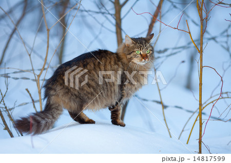 Cute siberian cat walking on the snow 14817599