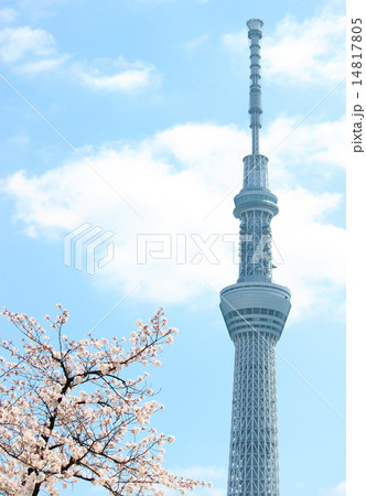 桜＆スカイツリー 14817805