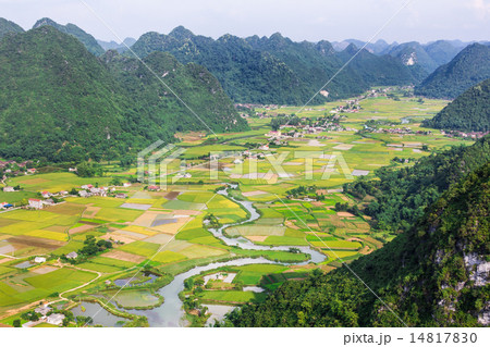 rice field in valley Bac Son, Vietnam 14817830