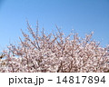 桜 14817894