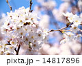 桜 14817896