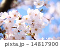 桜 14817900