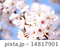 桜 14817901