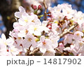 桜 14817902