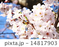 桜 14817903