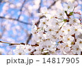 桜 14817905