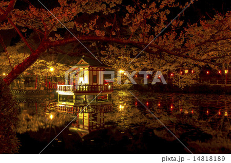 茂原市の茂原公園です。夜桜がきれいと言う事で行って来ました。 14818189