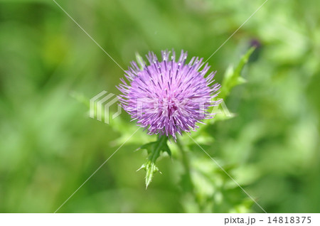 アザミの花 14818375
