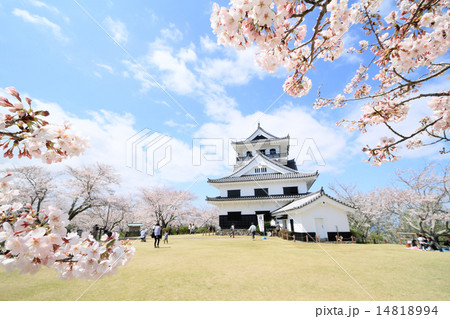 桜の花と館山城 桜の花と館山城 14818994